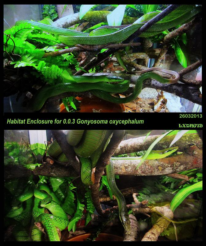 My Borneo Snake Collection - Page 2 Gonyosomaozxycephalum2013_zps6dfdd87b