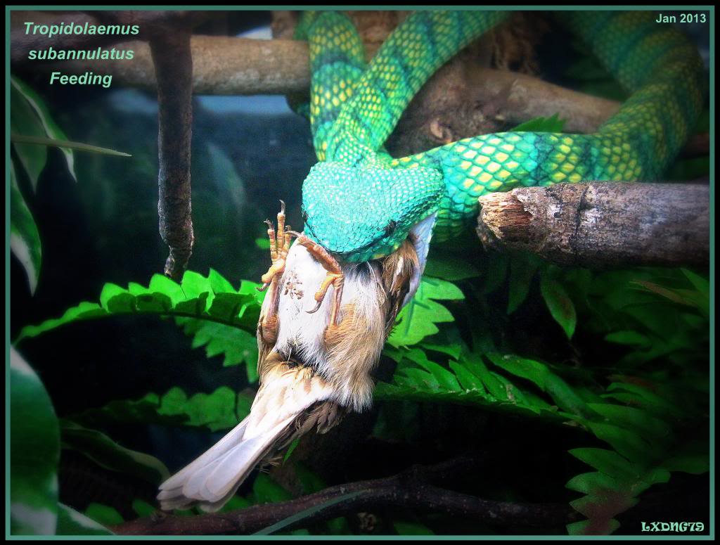 My Borneo Snake Collection - Page 2 JezBird-Eater_zps17ce4162