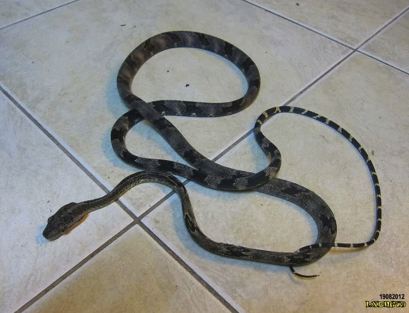My Borneo Snake Collection Greycynodon