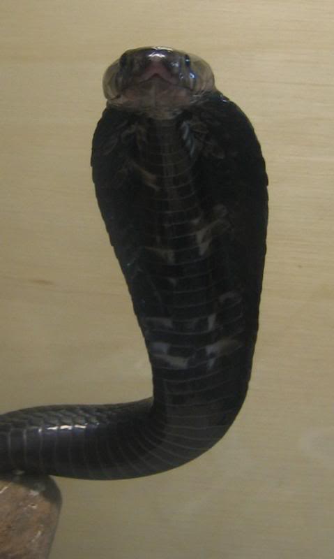 Black Equatorial Spitter (Naja sumatrana) Midair