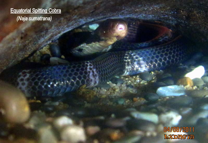 Naja sumatrana hatchling NjsumaHatchling3