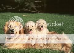 Picture Requests - Page 8 Golden_retriever_efd7b_25237804