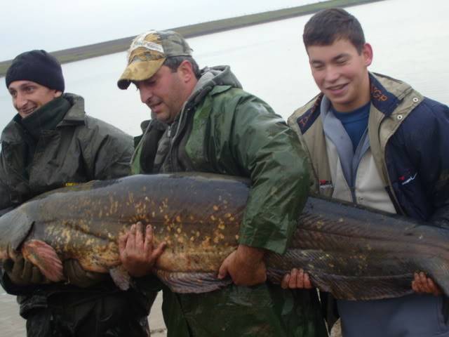 Somnu gigant de 40 kg prins pe livada de Stamate,Nelu si Tomy Yo