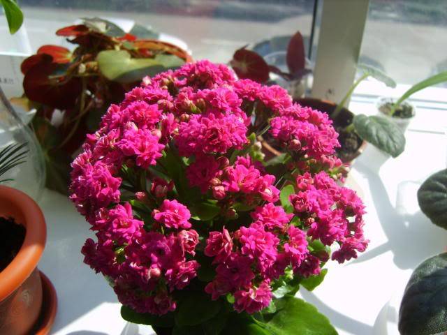 Kalanchoe S8003116