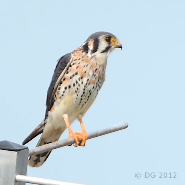 crécerelle d'amérique (Green Cay, FL) Americankestrel_DSC_5956