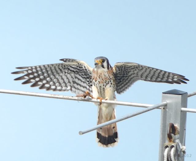 crécerelle d'amérique (Green Cay, FL) Americankestrel_DSC_5972