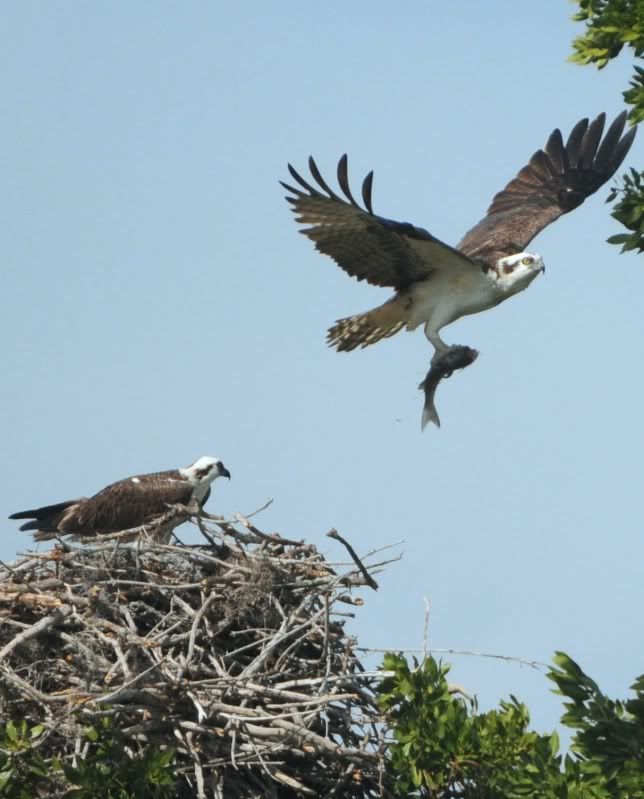 Floride 2011 (balbuzards) Balbuzardpcheur_DSC_4434