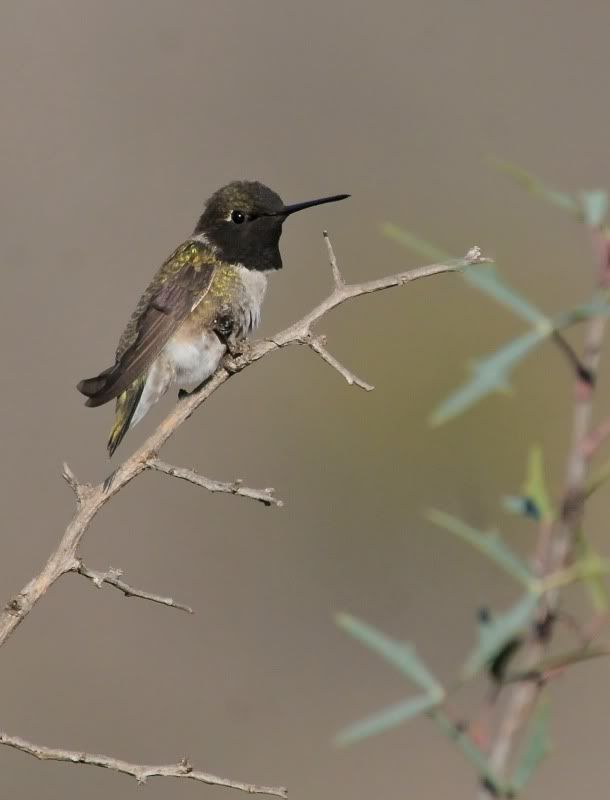 Colibri gorge noire Coucan Texas Colibrigorgenoire_Texas_20110325_2486-1