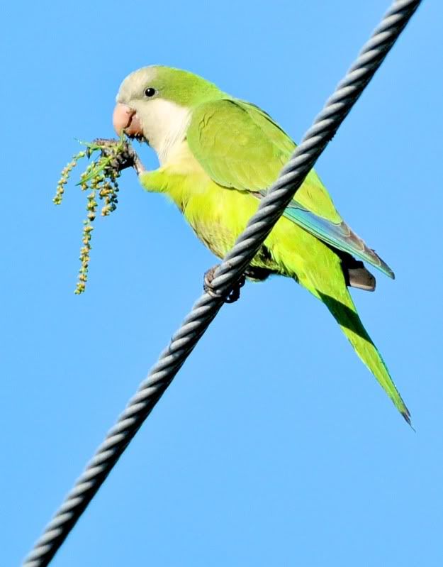 Floride 2011 (conure veuve) Conureveuve_DSC_8124