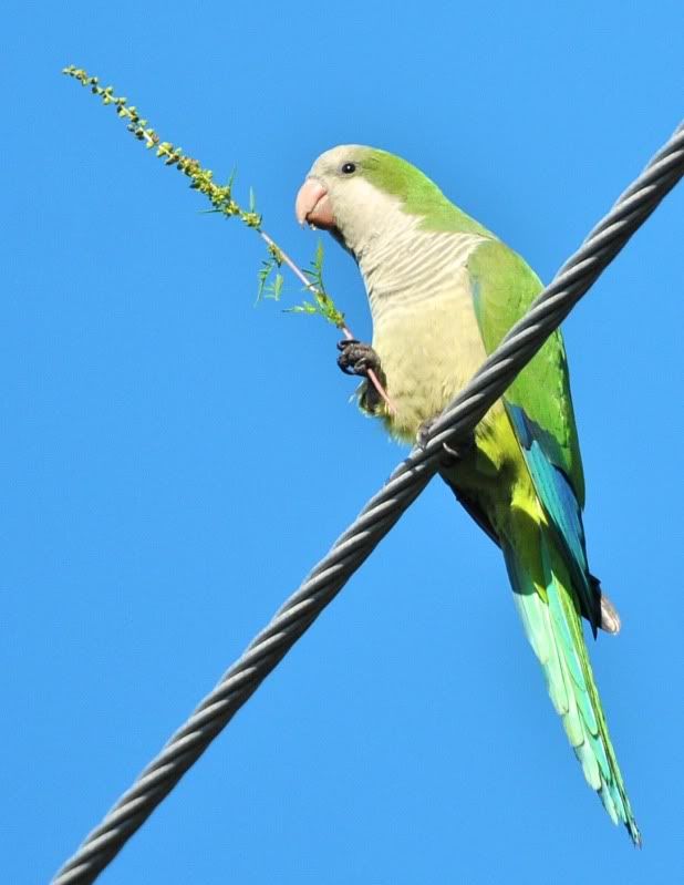 Floride 2011 (conure veuve) Conureveuve_DSC_8183