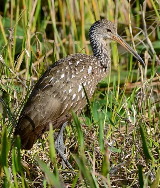 courlan brun (Arthur R Marshall NWR, FL) Courlanbrun_DSC_4572