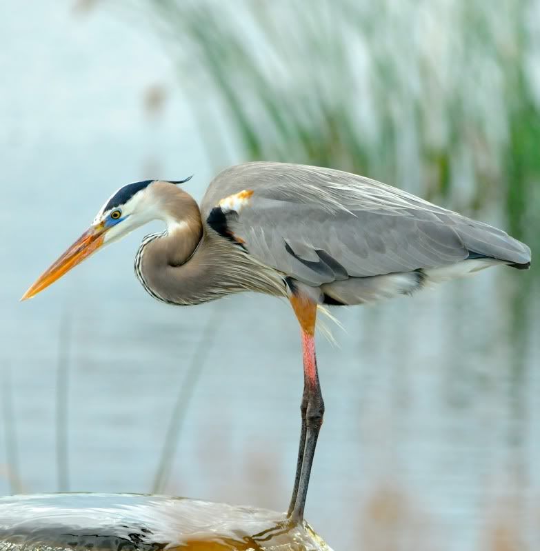 Floride 2011 (portraits V) Grandhron_DSC_7275