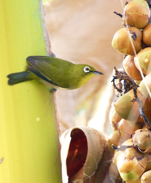 Zostérops du Japon II (Big Island, HI) Japanesewhite-eye_DSC_97471