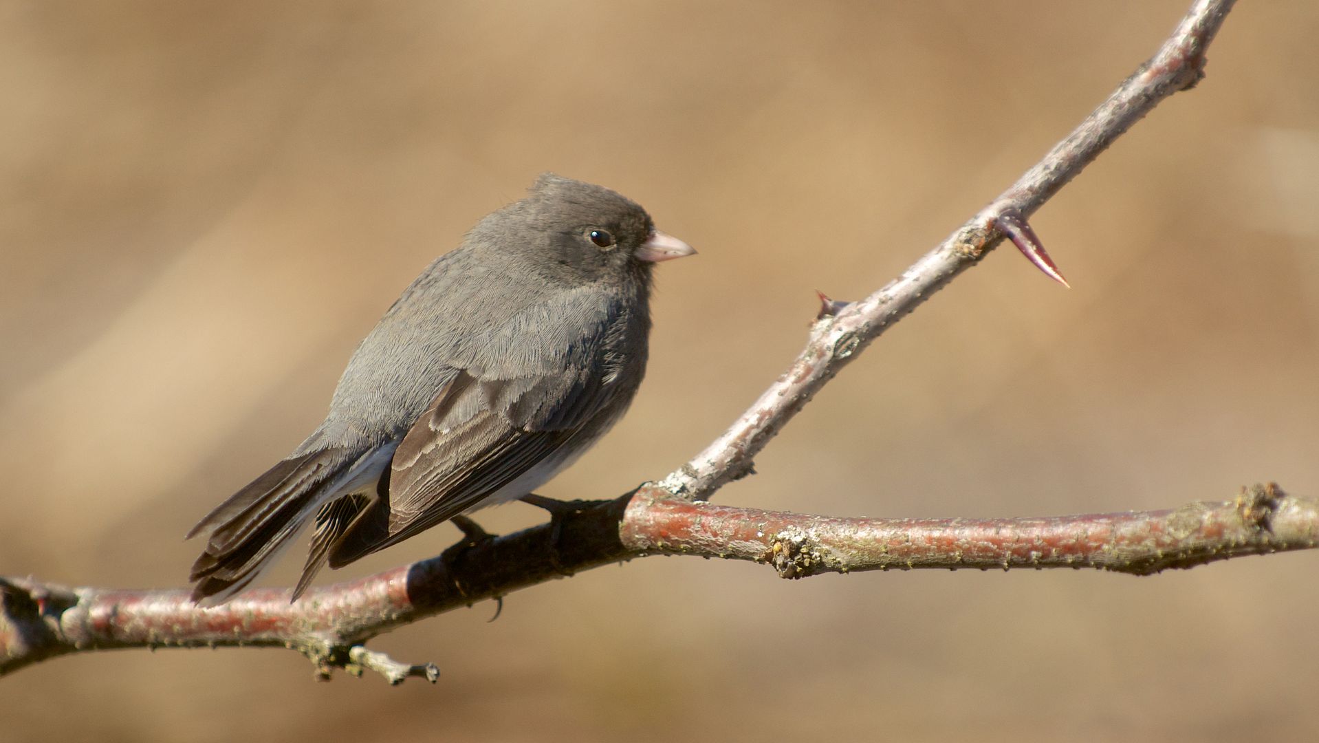 Ardoisé (portraits) Junco%20ardoise_DSC_0254