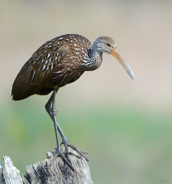 courlan brun (Green Cay, FL) Limpkin_DSC_5895