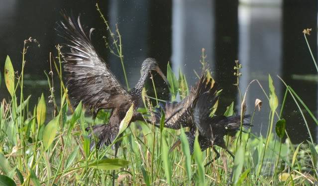 rituel du courlan brun Limpkin_DSC_7972