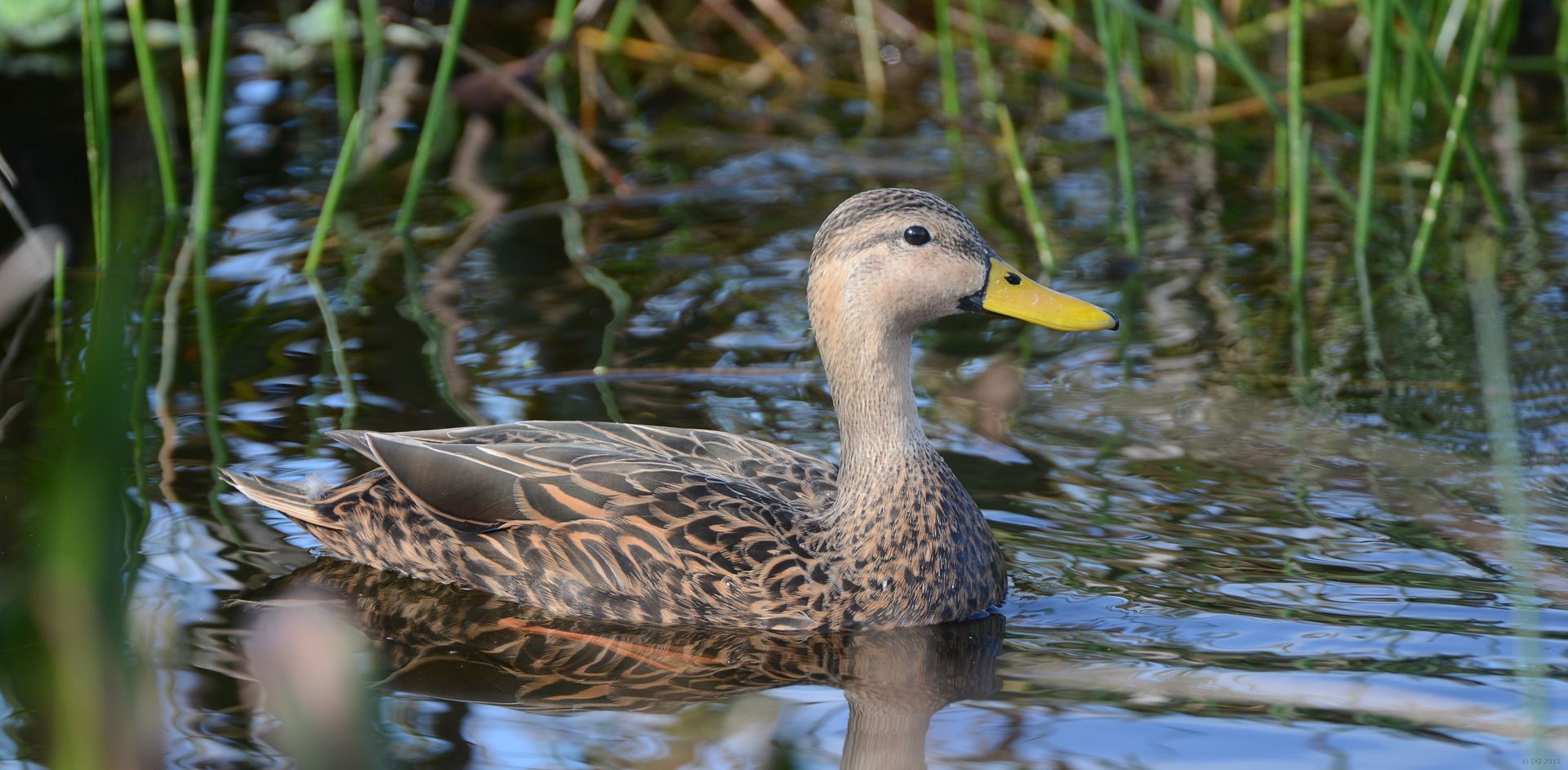 canard brun (Green Cay, FL) Mottledduck_DSC_5171