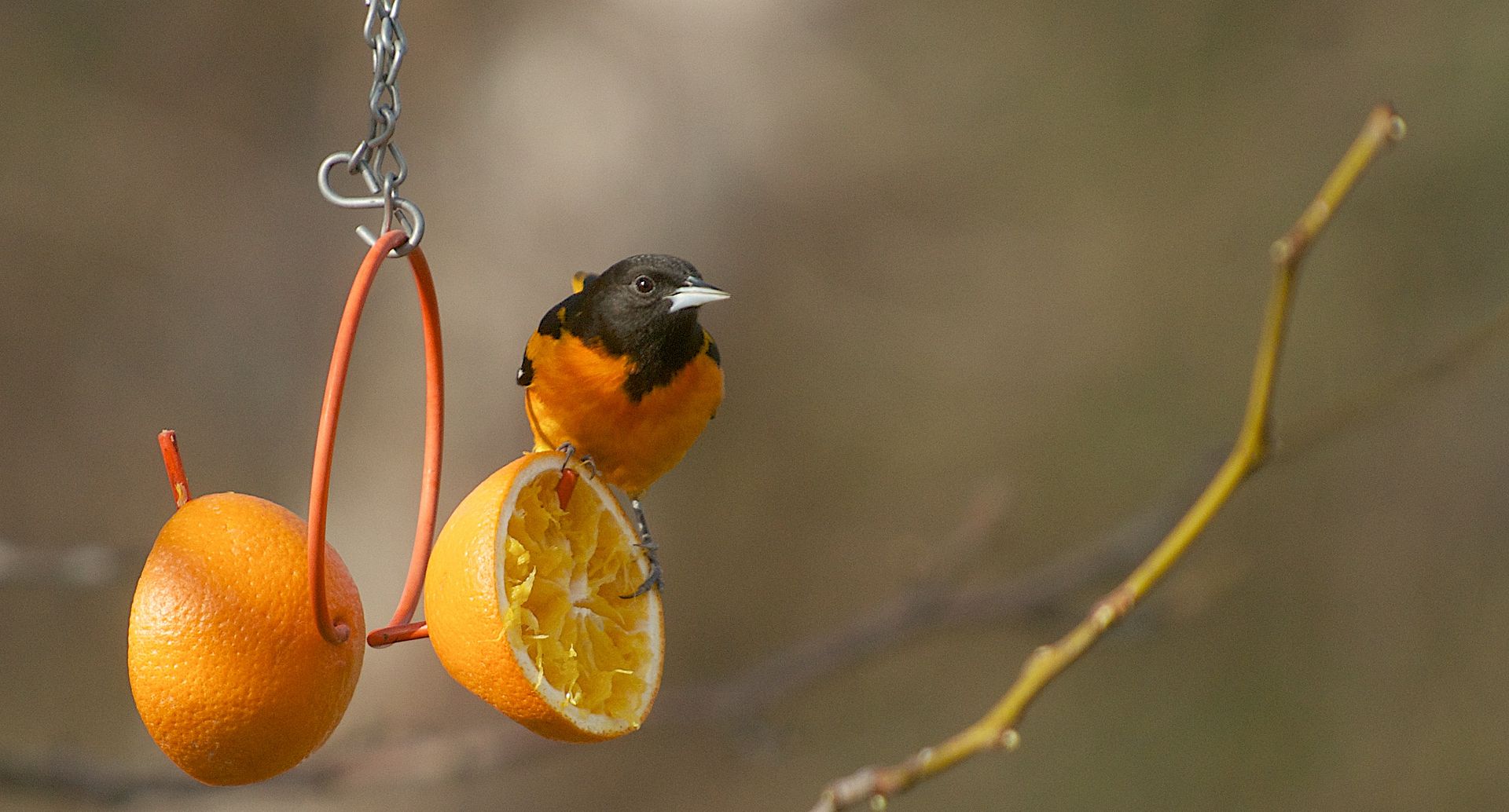 oriole de baltimore Oriole%20de%20baltimore_DSC_0354