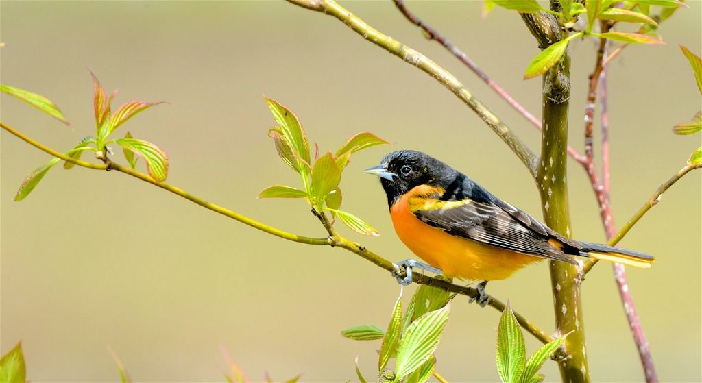 Monsieur Oriole, prise III Oriole%20de%20baltimore_DSC_5030