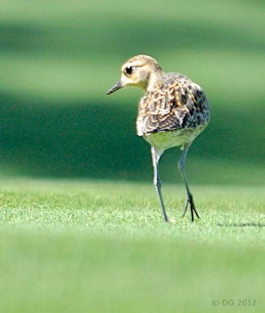 Pluvier fauve (Big Island, HI) Pacificgolden-plover_DSC0604