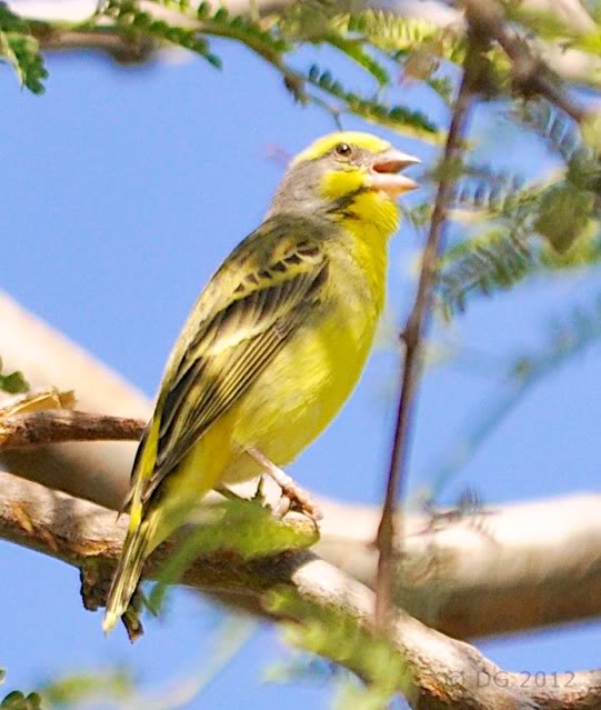 serin du mozambique II (Big Island, HI) Serindumozambique_DSC0621-Version2