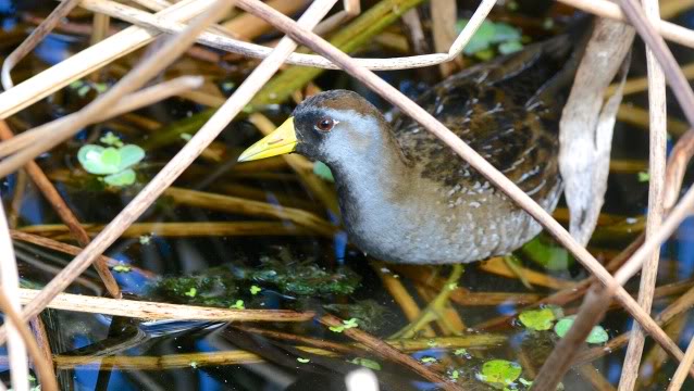 Marouette de Caroline (Green Cay, FL) Sora_DSC_5438