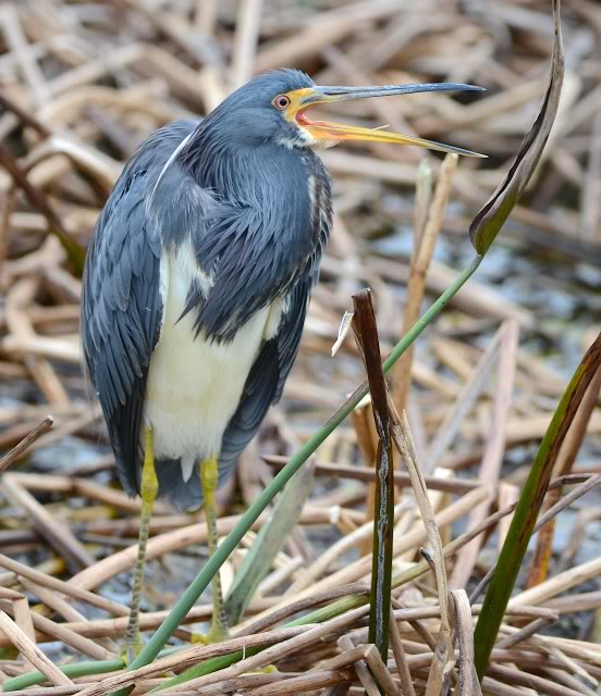 aigrette tricolore (Green Cay, FL) Tricoloredheron_DSC_6224