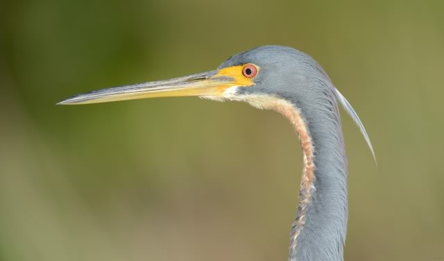 aigrette tricolore (Arthur R. Marshall, FL) Tricoloredheron_DSC_8042