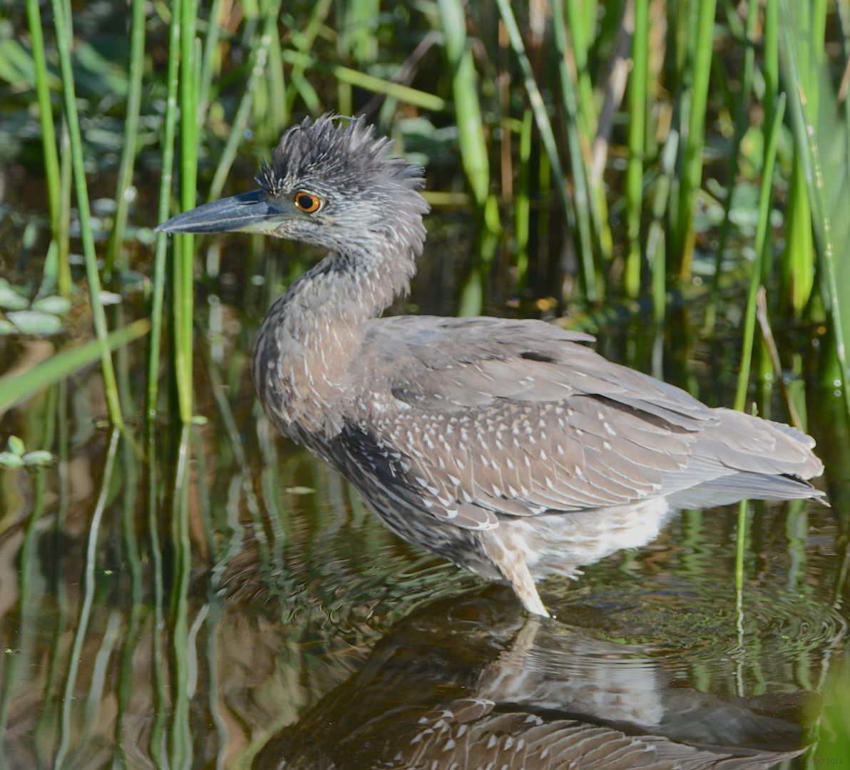 Bihoro (Sesame Street) Yellow-crownednightheron_DSC_6560