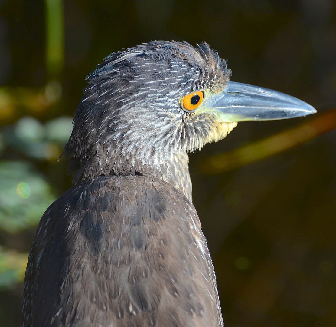 Bihoro (Sesame Street) Yellow-crownednightheron_DSC_6576