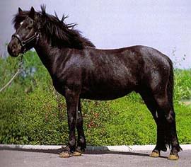 Bosansko-brdski konj Bosniake
