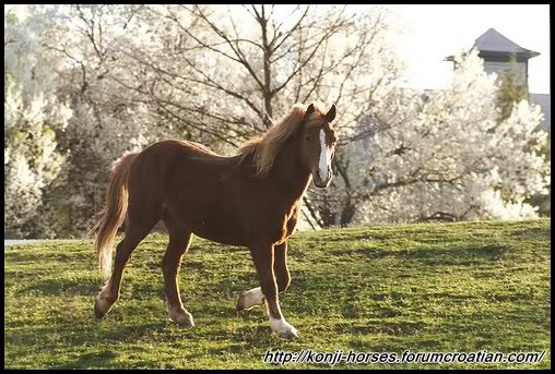 Konji  Horses