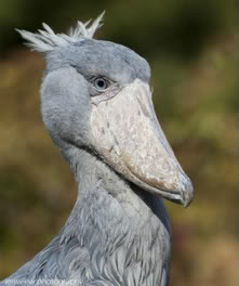 Our choices for Mojo 2013? - Page 3 Shoebill