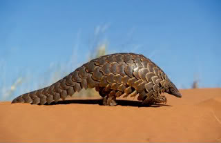 Our choices for Mojo 2013? - Page 3 Pangolin