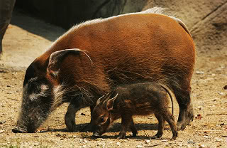 Our choices for Mojo 2013? - Page 3 Red-river-hog-with-hoglet