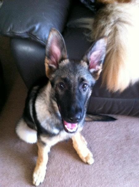 Butch 17 week old GSD  6028e5c7355ceee134c89b1ee3a26665