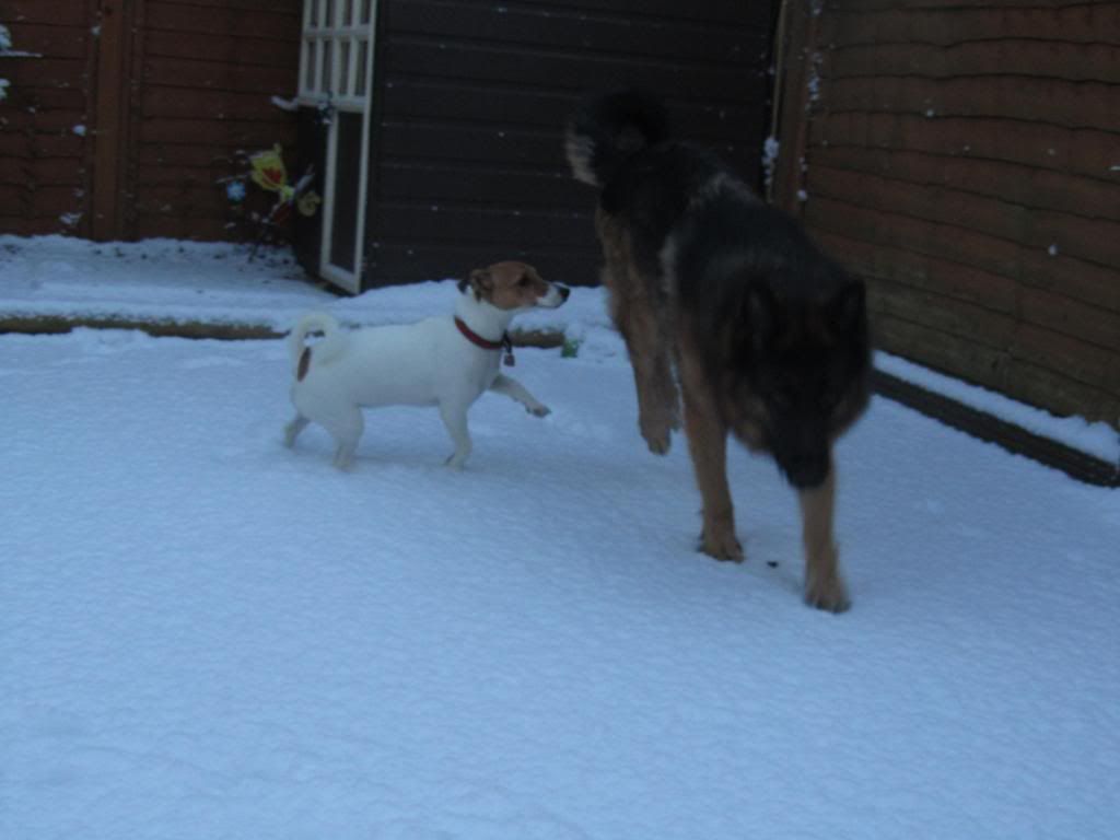 daisy's first snow fall.... Doodysfirstsm035