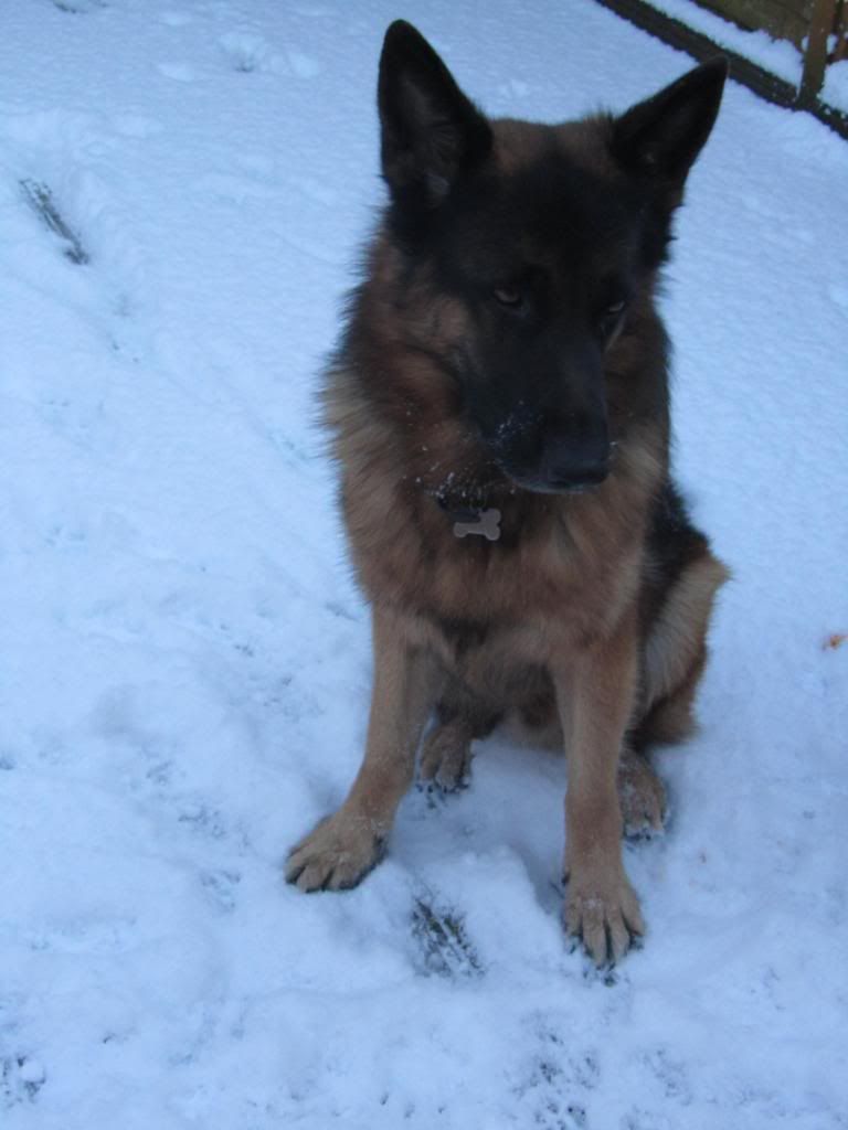 daisy's first snow fall.... Doodysfirstsm038