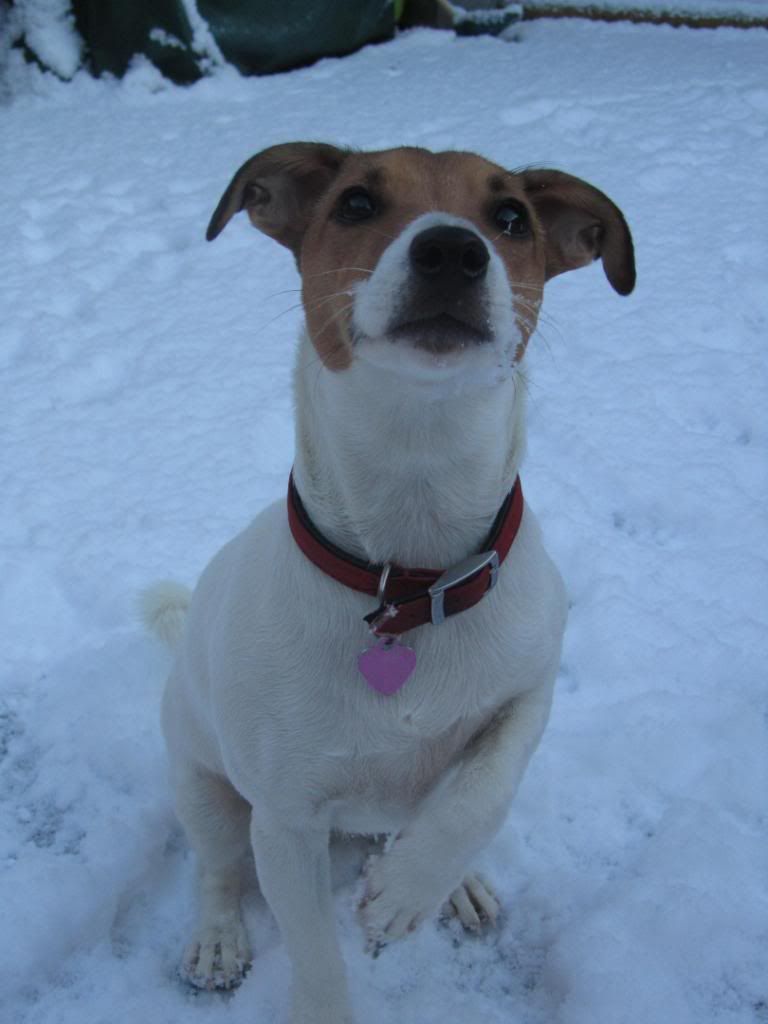 daisy's first snow fall.... Doodysfirstsm040