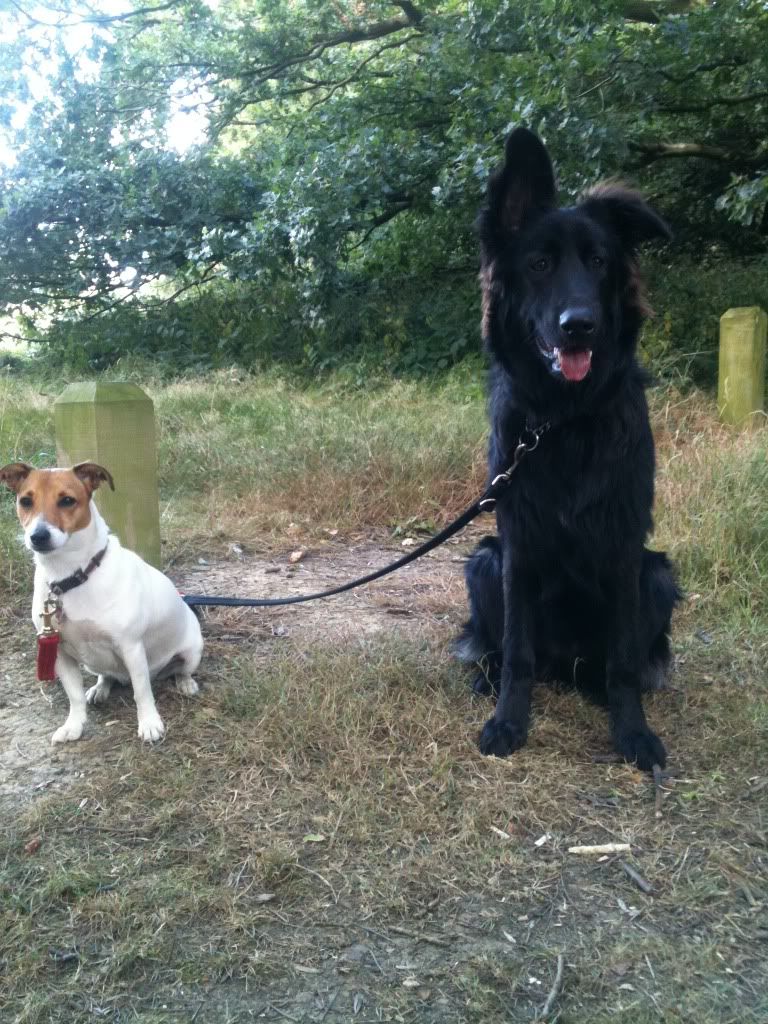 allestree park dog walkie piccies  Foremarkreservoir033