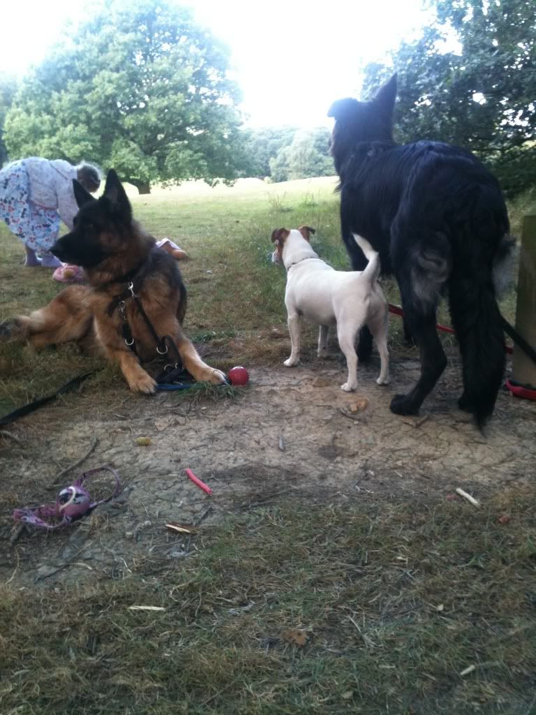 allestree park dog walkie piccies  Foremarkreservoir035