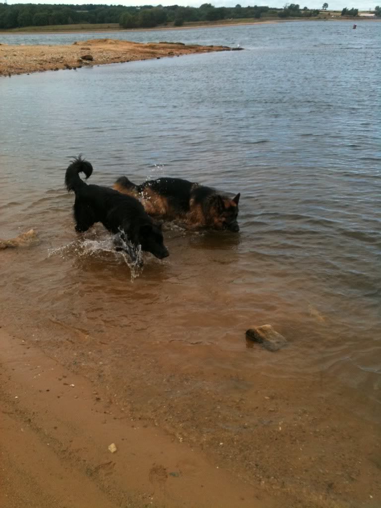 foremark reservoir doggy walk .... massive piccie overload Foremarkreservoir045