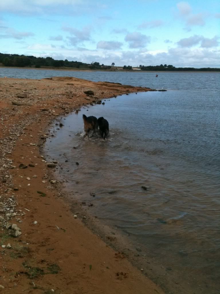 foremark reservoir doggy walk .... massive piccie overload Foremarkreservoir051