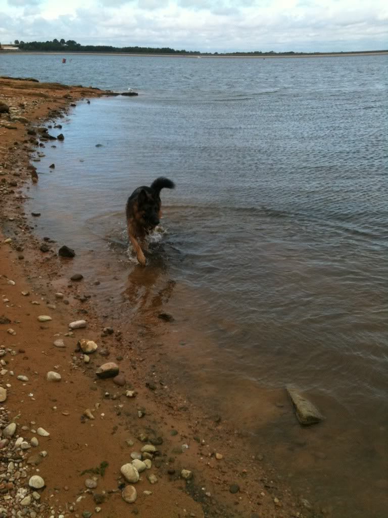 foremark reservoir doggy walk .... massive piccie overload Foremarkreservoir053