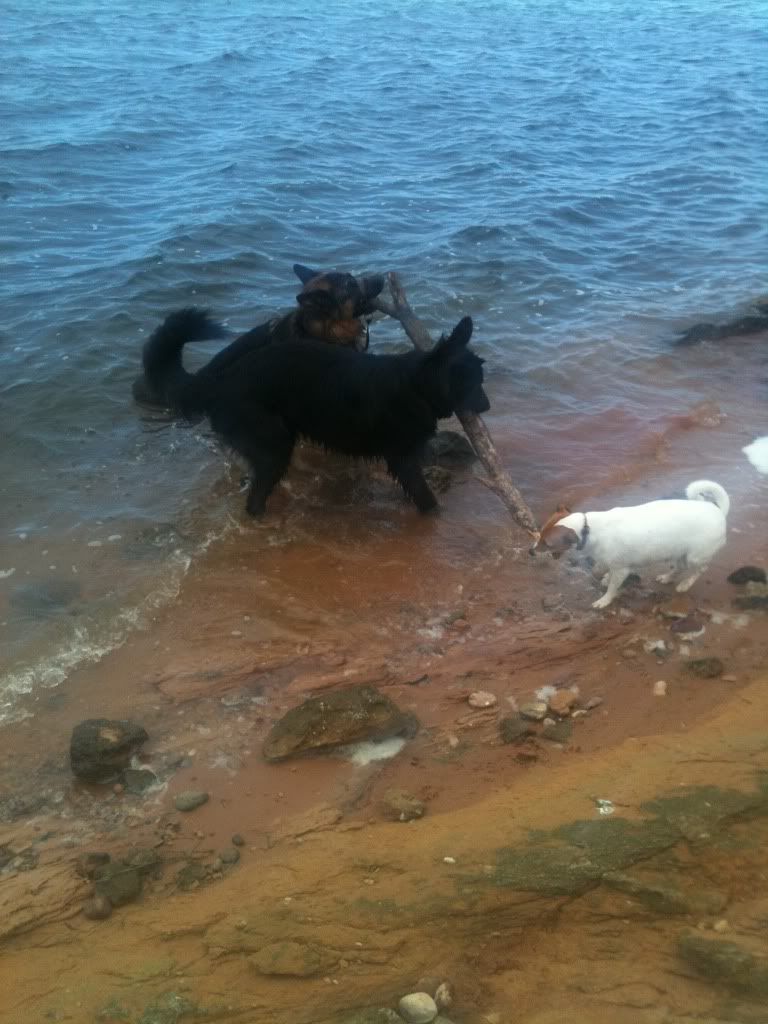 foremark reservoir doggy walk .... massive piccie overload Foremarkreservoir069