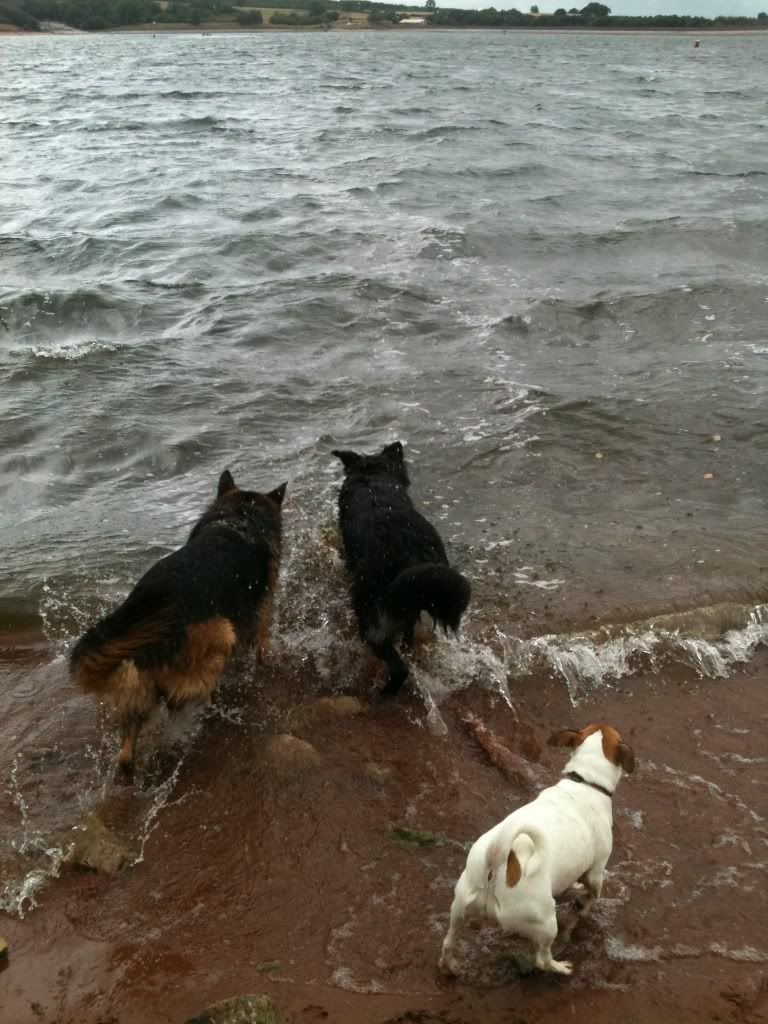 foremark reservoir doggy walk .... massive piccie overload Foremarkreservoir087