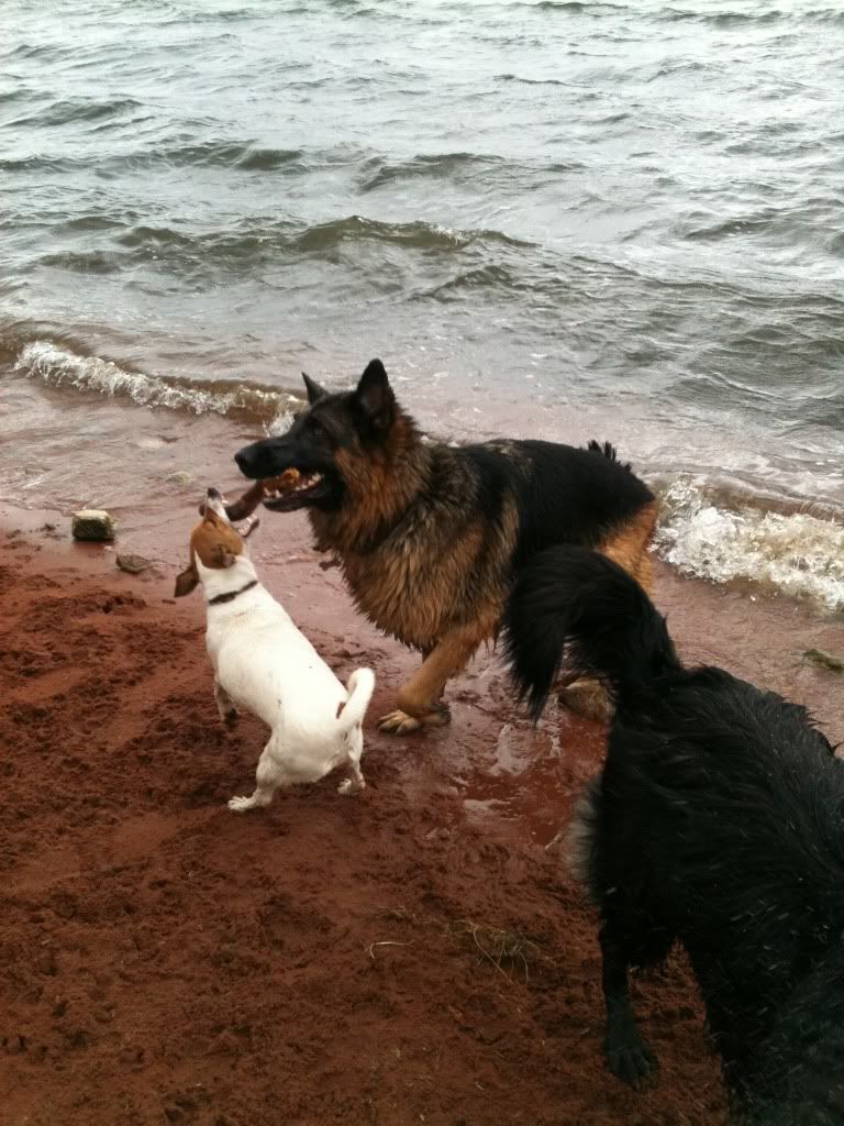 foremark reservoir doggy walk .... massive piccie overload Foremarkreservoir090