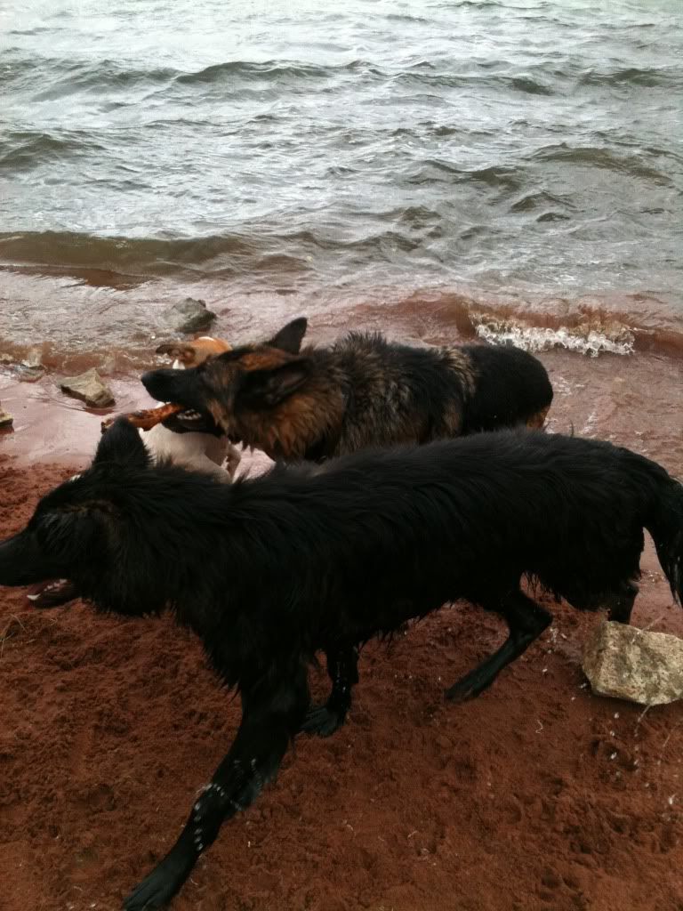 foremark reservoir doggy walk .... massive piccie overload Foremarkreservoir108