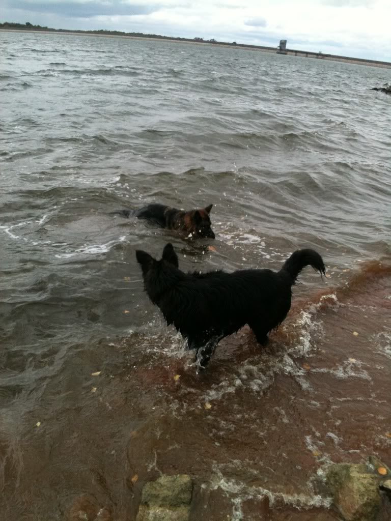 foremark reservoir doggy walk .... massive piccie overload Foremarkreservoir126