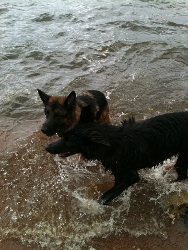 foremark reservoir doggy walk .... massive piccie overload Foremarkreservoir128